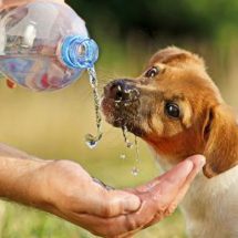 water for dog