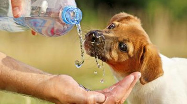 Drinking Water Solution For Pets | Water Purifiers Experts